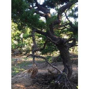 庭園樹-清宏造園