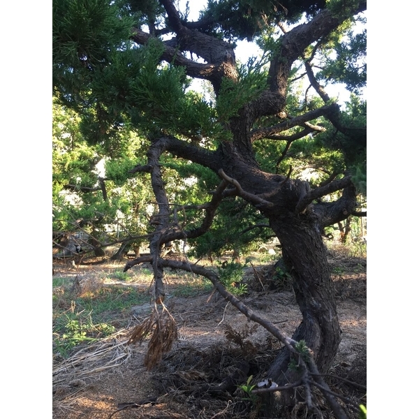 庭園樹
