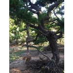 庭園樹-清宏造園