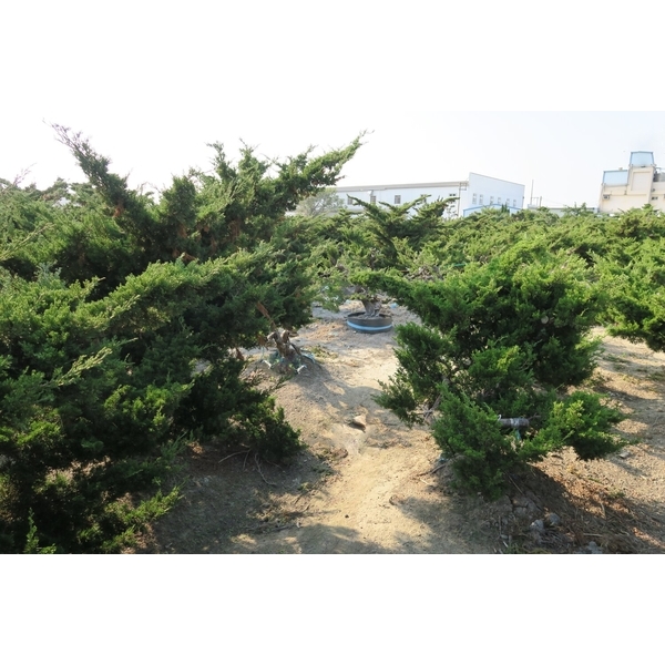 植栽園區-清宏造園