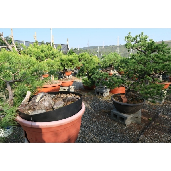 植栽園區-清宏造園