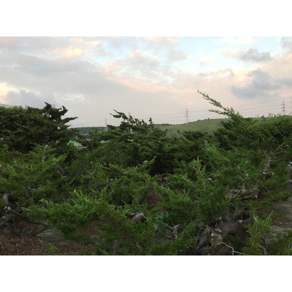 植栽園區-清宏造園