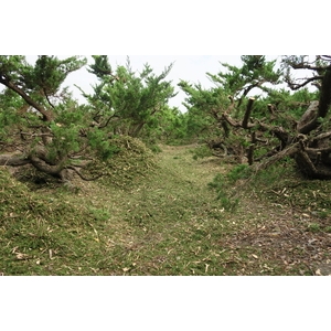 植栽園區-清宏造園