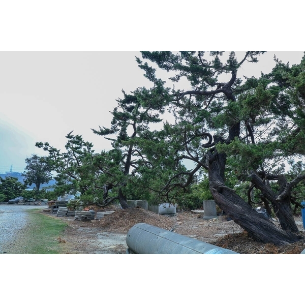 庭園樹-清宏造園