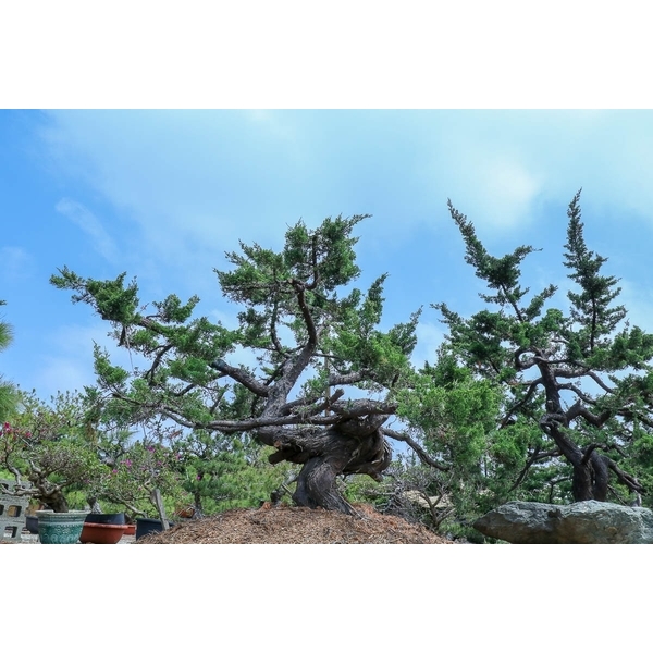 庭園樹-清宏造園