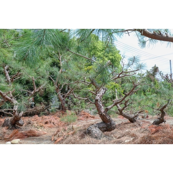 植栽園區-清宏造園