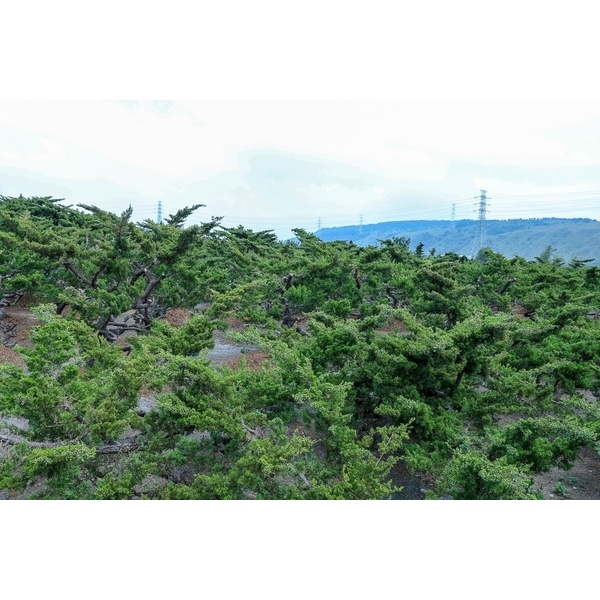 植栽園區-清宏造園