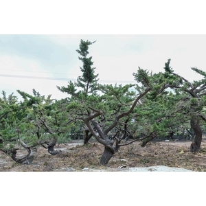 植栽園區-清宏造園