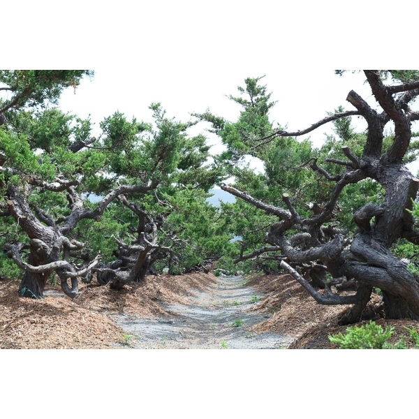 植栽園區