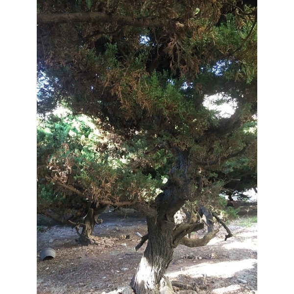 庭園樹-清宏造園