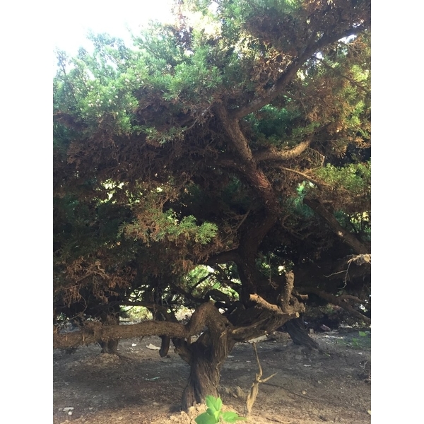 庭園樹-清宏造園