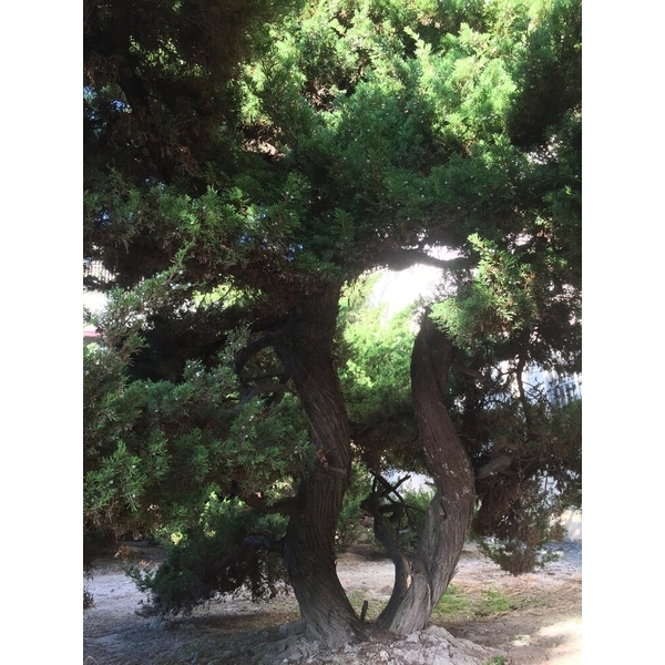 庭園樹-清宏造園