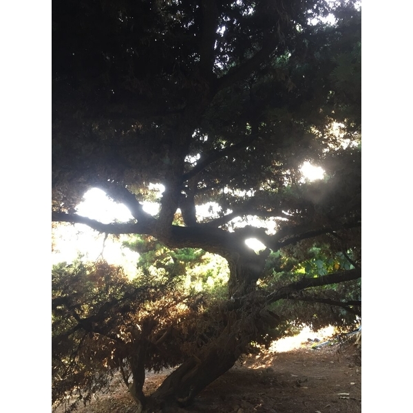 庭園樹-清宏造園