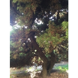 庭園樹-清宏造園