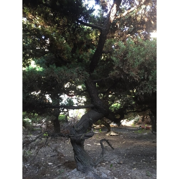 庭園樹-清宏造園