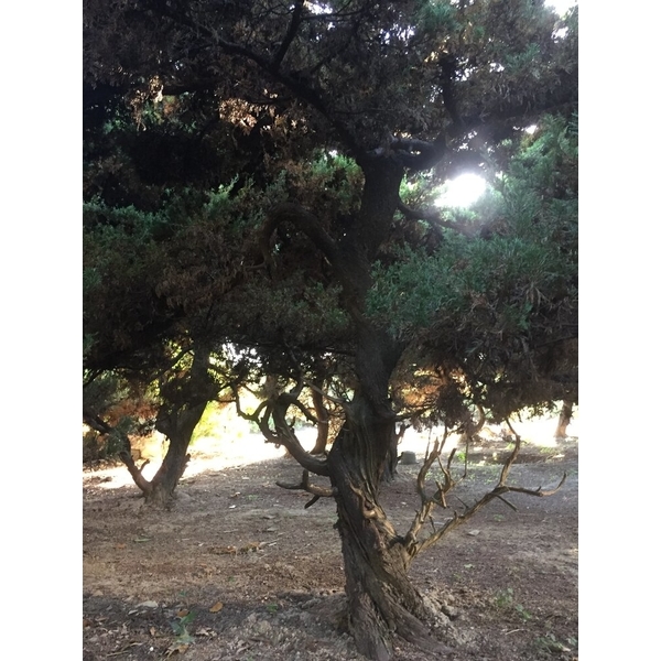 庭園樹-清宏造園