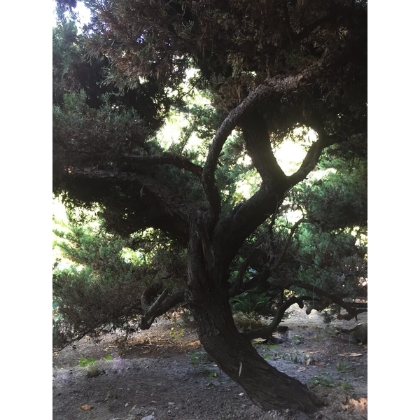 庭園樹-清宏造園