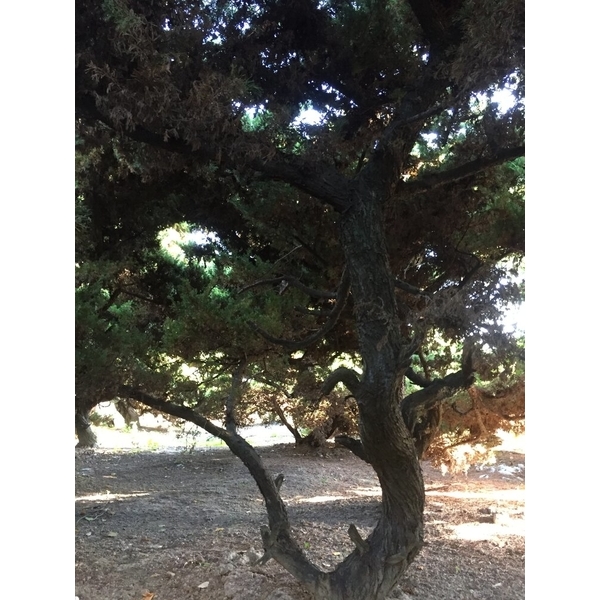 庭園樹-清宏造園