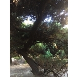 庭園樹-清宏造園