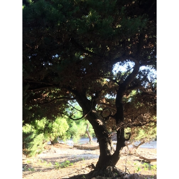 庭園樹-清宏造園