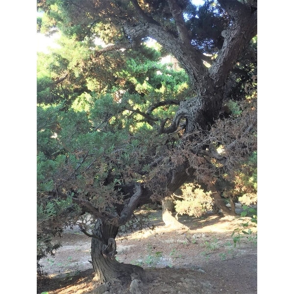 庭園樹-清宏造園