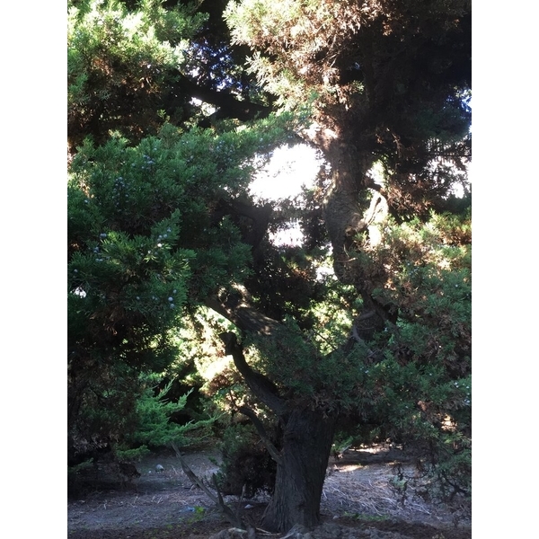庭園樹-清宏造園