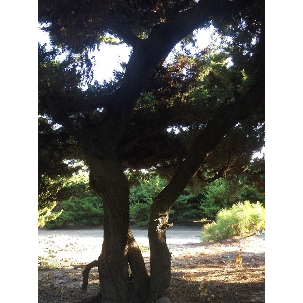 庭園樹-清宏造園