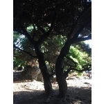 庭園樹-清宏造園