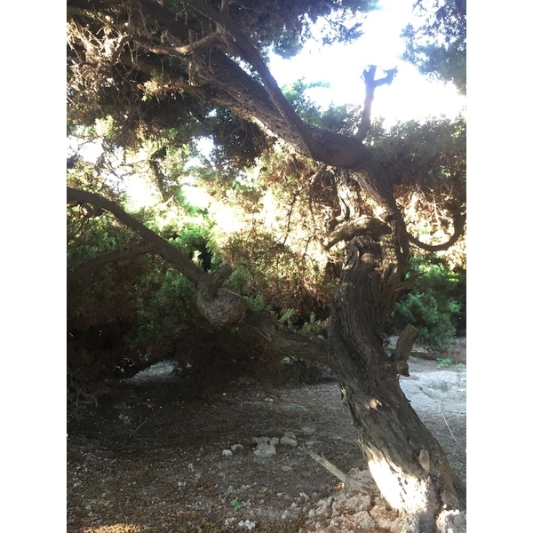 庭園樹-清宏造園