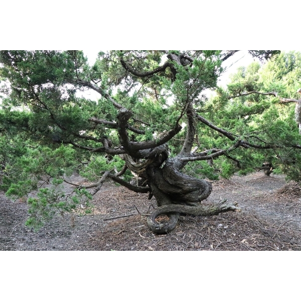 盆材 / 半庭園樹