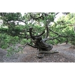 盆材 / 半庭園樹-清宏造園