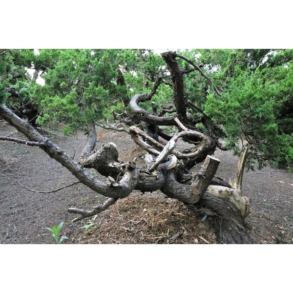 盆材 / 半庭園樹-清宏造園