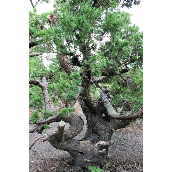 盆材 / 半庭園樹-清宏造園