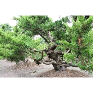 盆材 / 半庭園樹-清宏造園