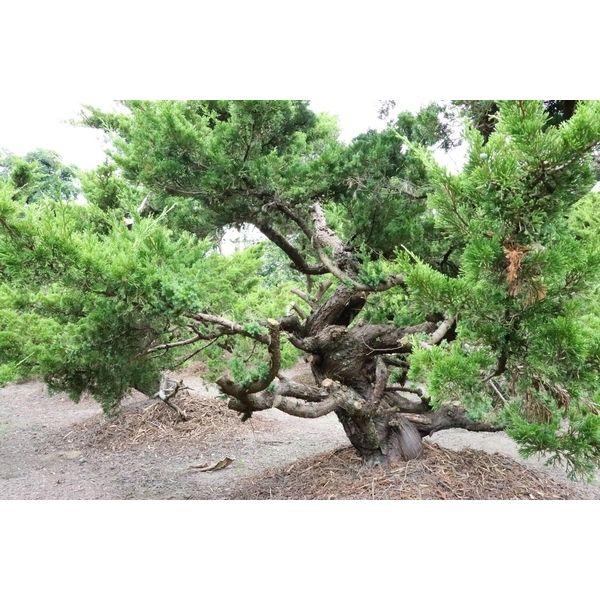 盆材 / 半庭園樹
