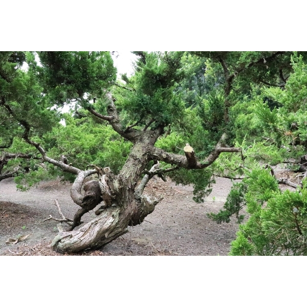 盆材 / 半庭園樹-清宏造園