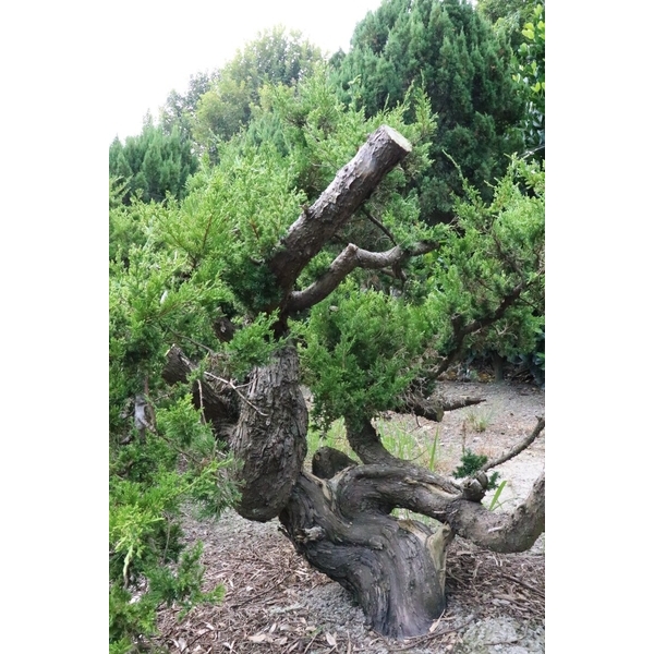盆材 / 半庭園樹-清宏造園