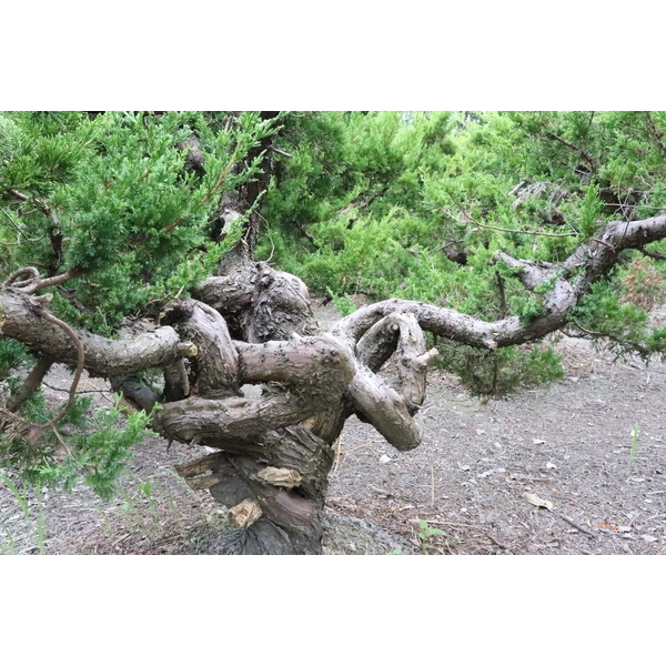 盆材 / 半庭園樹-清宏造園
