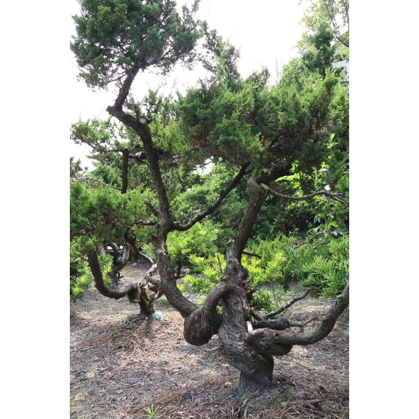 盆材 / 半庭園樹
