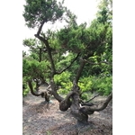 盆材 / 半庭園樹-清宏造園