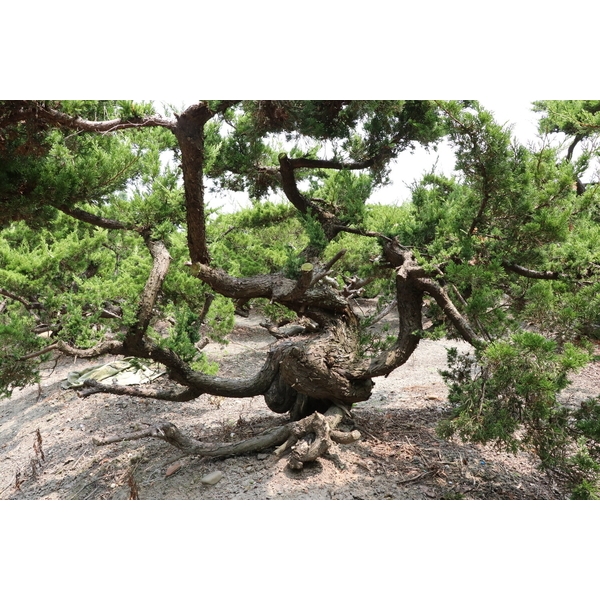 盆材 / 半庭園樹-清宏造園