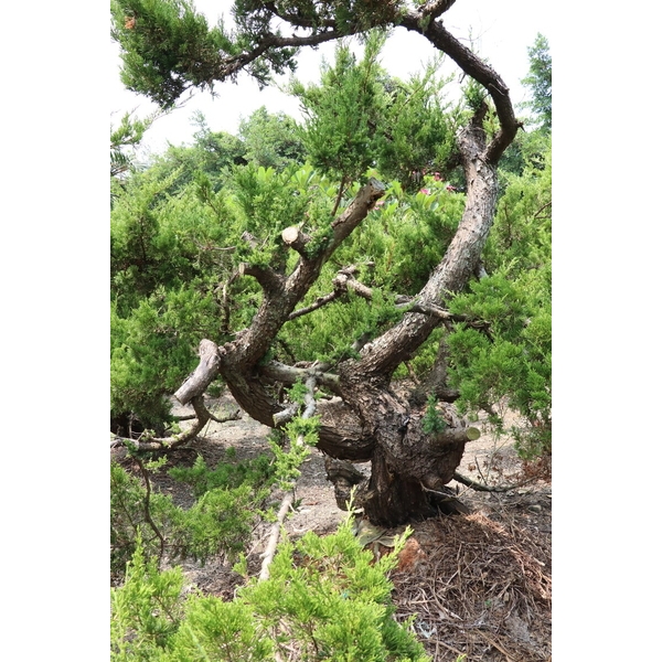 盆材 / 半庭園樹-清宏造園