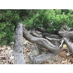 盆材 / 半庭園樹-清宏造園