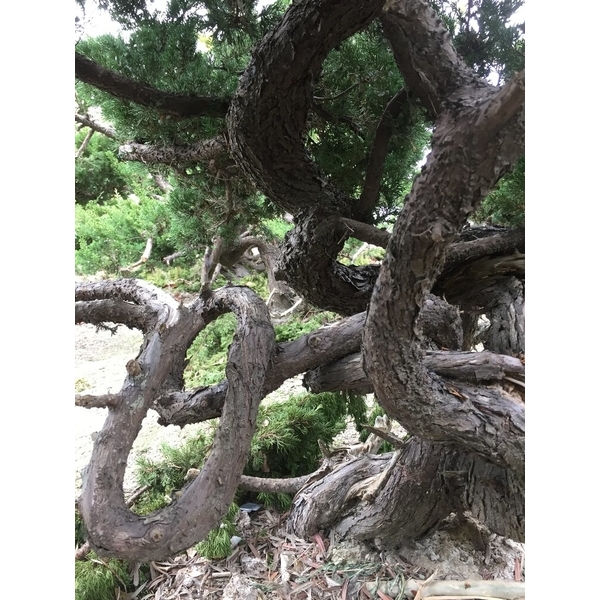 盆材 / 半庭園樹-清宏造園