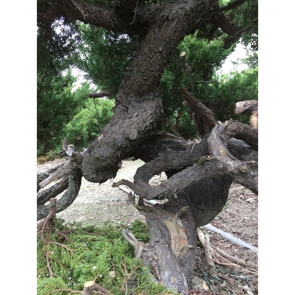 盆材 / 半庭園樹-清宏造園