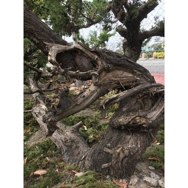 盆材 / 半庭園樹