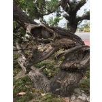 盆材 / 半庭園樹-清宏造園