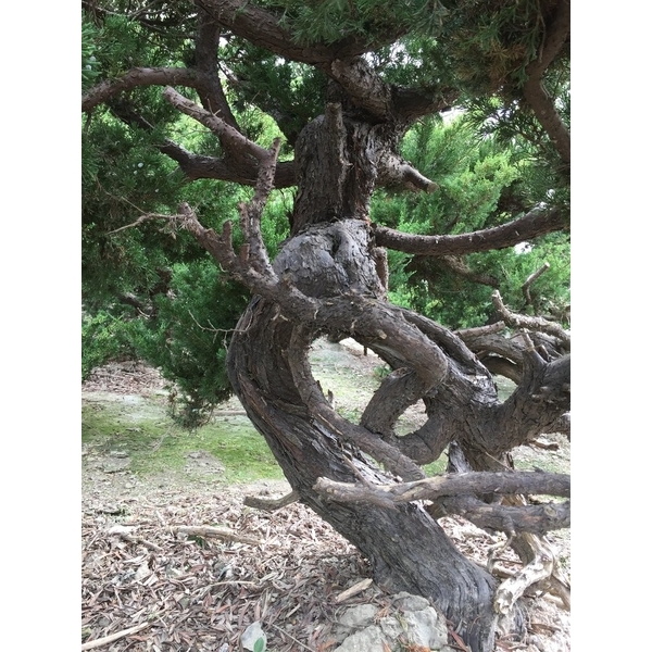 盆材 / 半庭園樹-清宏造園