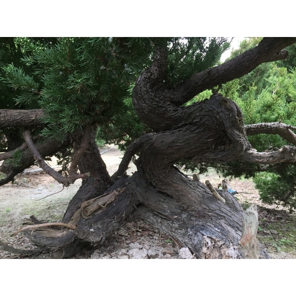 盆材 / 半庭園樹-清宏造園