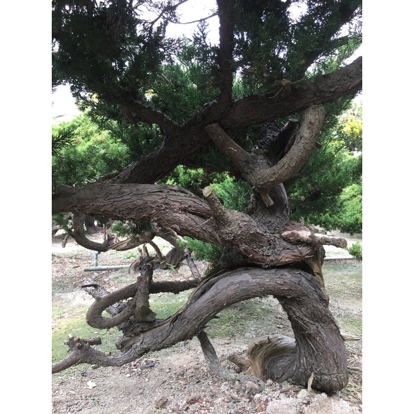 盆材 / 半庭園樹-清宏造園
